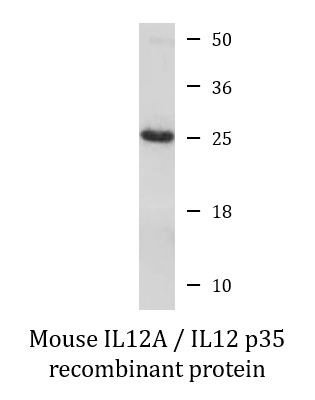 Mouse IL12A / IL12 p35 recombinant protein (Active)