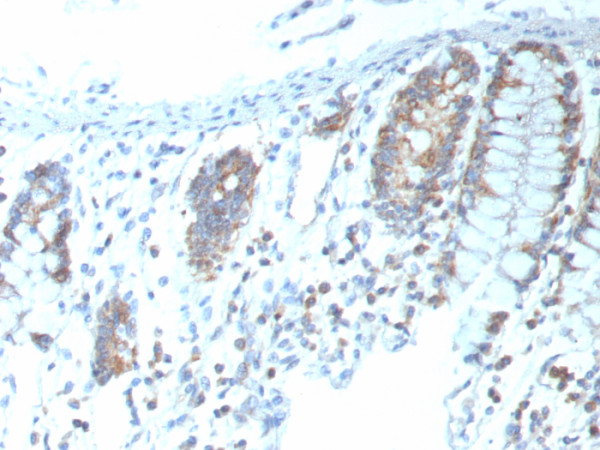 Anti-CD151, recombinant antibody, clone CD151/9297R