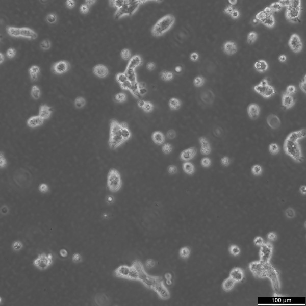 MH-3924A Cells