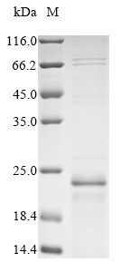 Gap junction alpha-1 protein (Gja1), partial, mouse, recombinant
