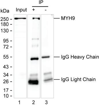 Anti-MYH9