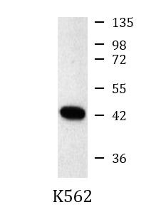 Anti-FEN1, clone 1E7-A6-H6