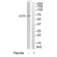 Anti-CCT5