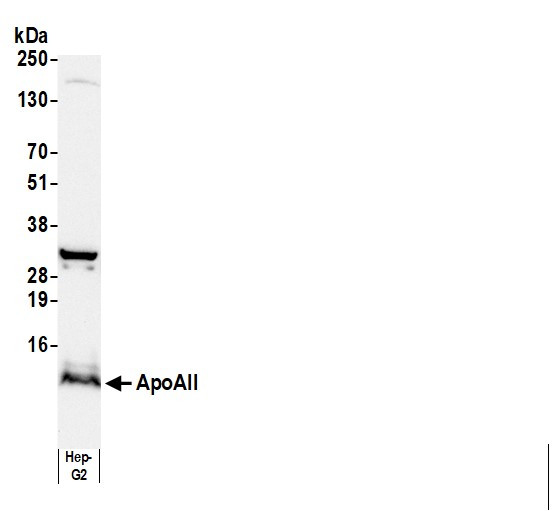 Anti-Human Apo AII [A04]