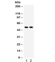 Anti-ATG13