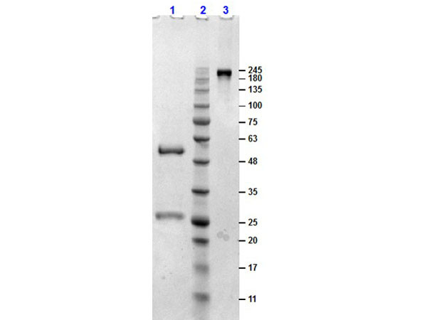 Sheep Gamma Globulin