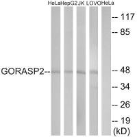 Anti-GORASP2