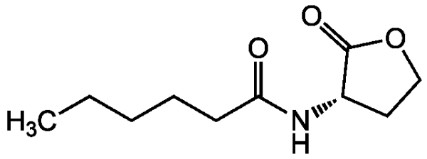 N-Hexanoyl-L-homoserine lactone