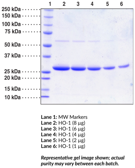 HO-1 (human, recombinant)