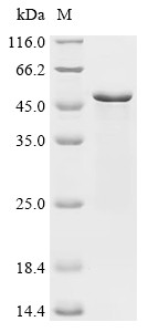 Transcription factor SOX-1(Sox1), mouse, recombinant