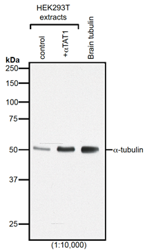 Anti-acetyl-alpha-Tubulin, clone TEU318