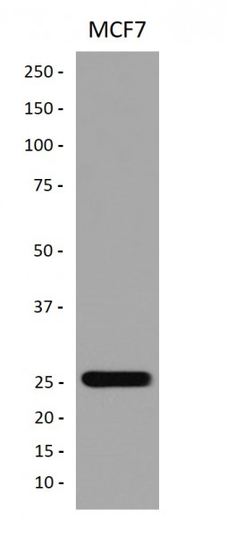 Anti-Peroxiredoxin 3