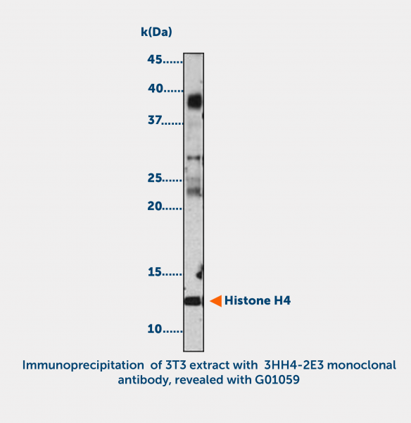 Anti-acetyl-Histone H4 acetylated (K12)