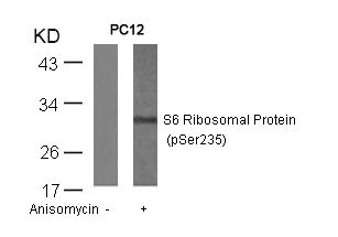 Anti-Phospho-RPS6 (Ser235)