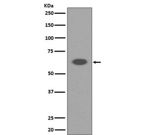 Anti-AIFM1 / AIF / Apoptosis-Inducing Factor, clone GH-1