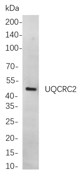Anti-Recombinant UQCRC2, clone 9F1