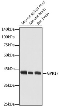 Anti-GPR17