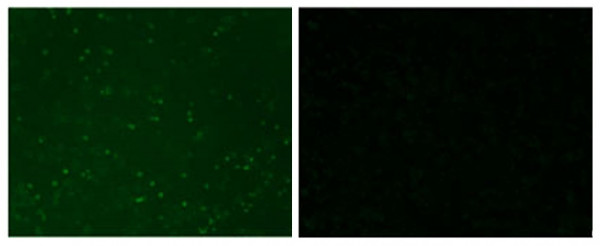 Anti-Porcine Rotavirus VP6 (Serogroup C), clone 11H3