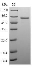 LIM and senescent cell antigen-like-containing domain protein 1 (LIMS1), human, recombinant