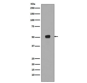 Anti-phospho-p53 / TP53 (Ser376), clone DGA-20