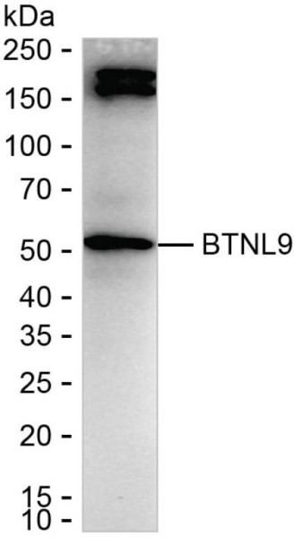 Anti-BTNL9