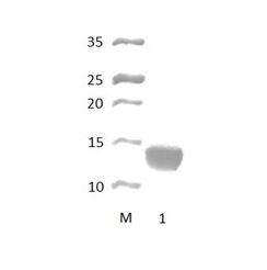 PDZD8 PDZ Domain