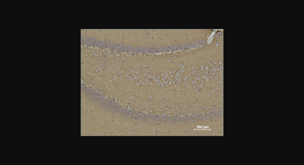 Anti-CD15, monoclonal