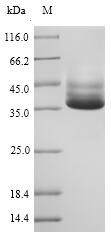D-galactose-binding periplasmic protein (mglB), Salmonella typhimurium, recombinant