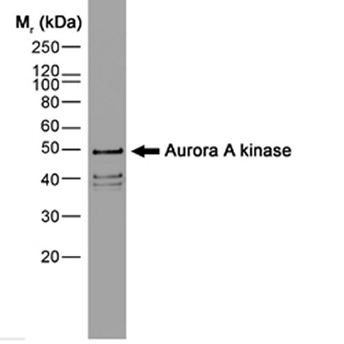 Anti-Aurora A, clone 35C1