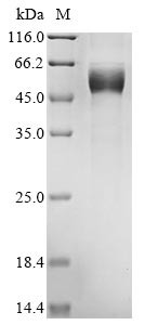 Heme-binding protein 1 (Hebp1), mouse, recombinant
