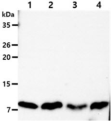 Anti-DYNLL, clone 13C9