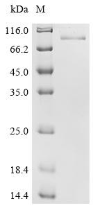 Growth arrest-specific protein 6 (Gas6), mouse, recombinant