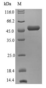 Eukaryotic translation initiation factor 3 subunit K (EIF3K), human, recombinant
