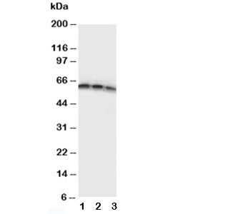 Anti-CD40