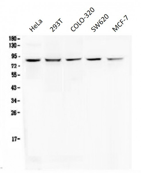 Anti-RNF43