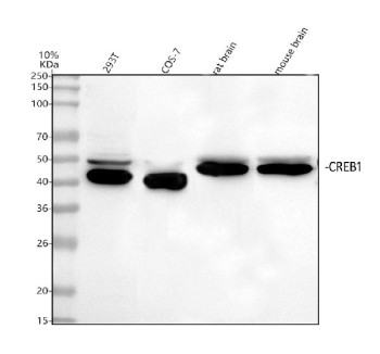 Anti-CREB1 / cAMP response element-binding protein 1