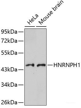 Anti-HNRNPH1