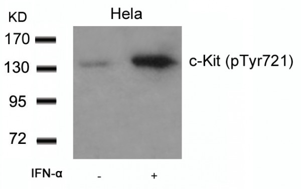 Anti-phospho-c-Kit (Tyr721)