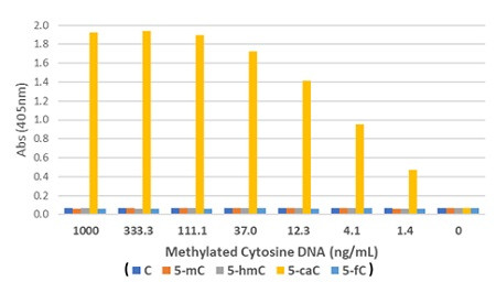Anti-5-Carboxylcytosine (5-caC), Rabbit Monoclonal (RM462)