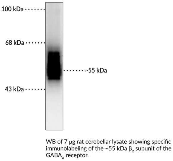 Anti-GABAA Receptor beta2 Subunit