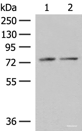 Anti-PDIA4