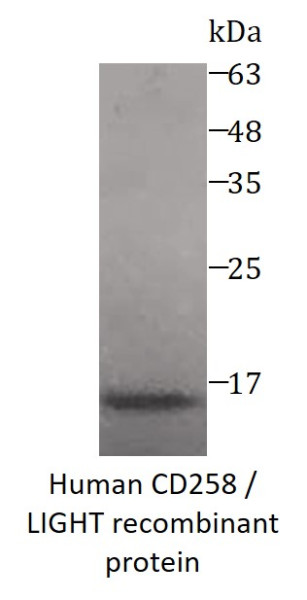 Human CD258 / LIGHT recombinant protein (Active) (His-tagged)