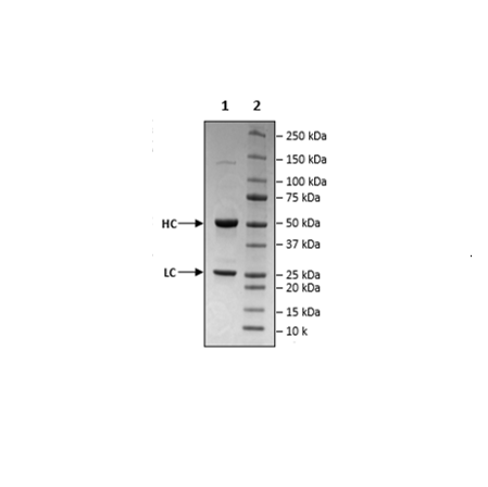 Anti-EGFR-Anti-c-Met Bispecific Antibody (Amivantamab)