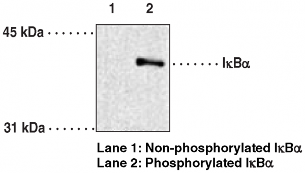 Anti-IkappaBalpha (Phospho-Ser32/36) (Clone 39A1413)