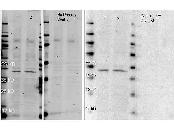 Anti-Rabbit IgG (H&amp;L) [Goat] (Min X Human serum proteins) Peroxidase conjugated