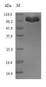Bifunctional protein HldE (hldE), Escherichia coli, recombinant