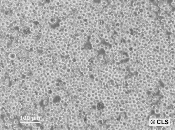 Meth A sarcoma Cells