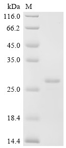 humanin-like 8 (MTRNR2L8), human, recombinant