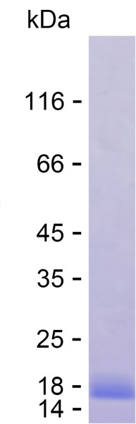 Recombinant Human OCEL1 Protein