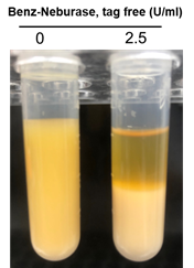 Benz-Neburase(TM) GMP, tag free